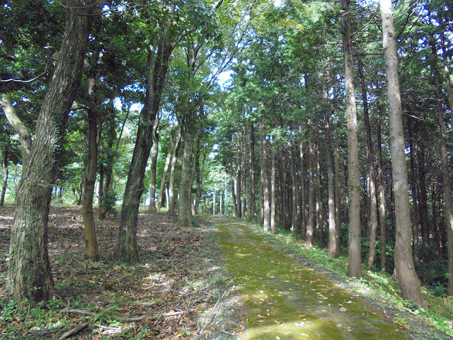 弥生の森の遊歩道