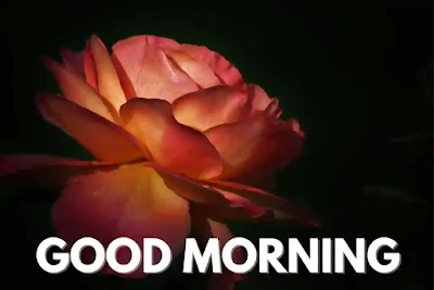 Good morning images Rose 🌹1