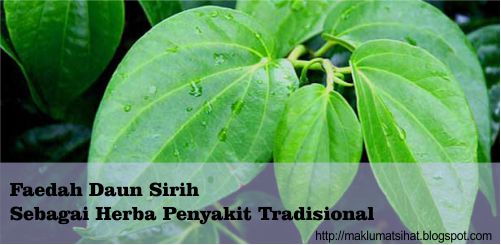 Faedah Daun Sirih Sebagai Herba Penyakit Tradisional