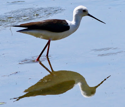 "Black-winged Stilt - Himantopus himantopus.in the syill water reflecting its image upon the calm awter."