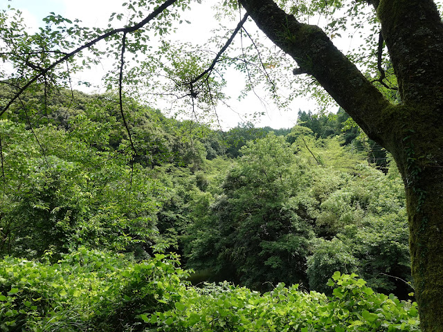 鳥取県西伯郡南部町下中谷　緑水湖遊歩道からの眺め