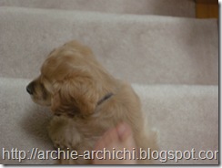 Puppy!Q 092