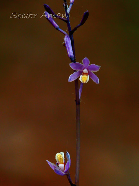 Lecanorchis japonica