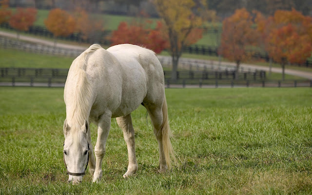 Beautiful Cute White Horse Pictures / Photos / Wallpapers / Running Horse