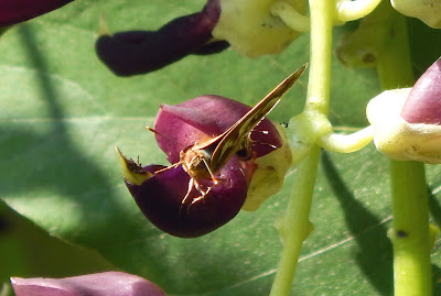 borboleta marrom pequena na flor de mucuna-preta 