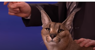 Caracal being pet