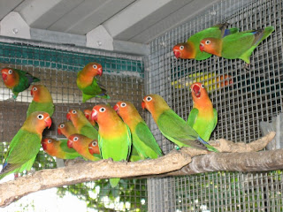 Pesona Burung Lovebird