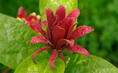 http://fotobabij.blogspot.com/2015/03/calycanthus-floridus-kielichowiec-wonny.html