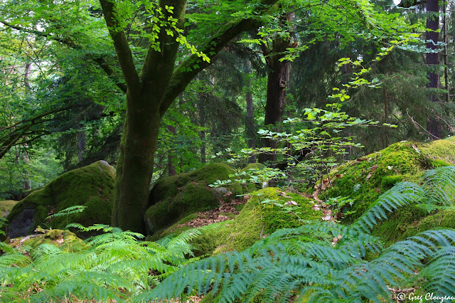 Fontainebleau une forêt périurbaine légendaires