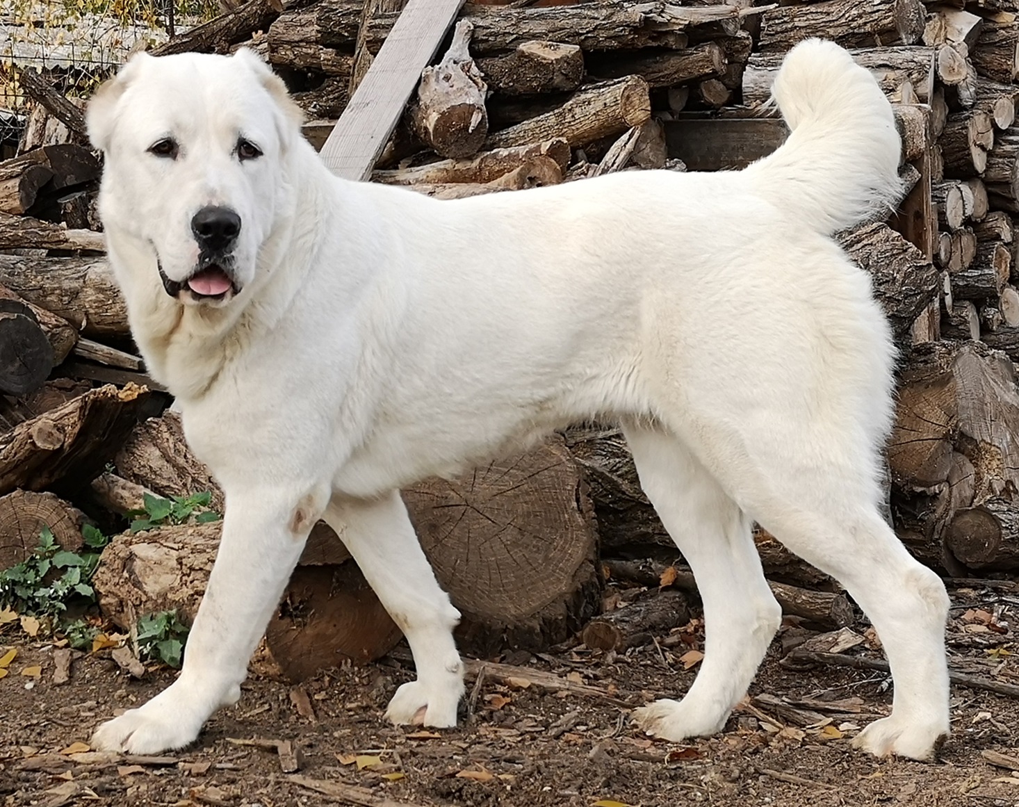 A Central Asian Shepherd dog