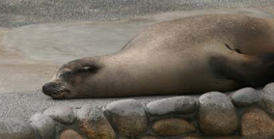 Sleeping animals photo