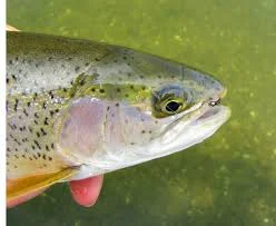 side view of a rainbow trout being gently held in the water with a Zebra Midge fly visible in the corner of its mouth, showcasing the fly’s effectiveness and the trout’s vivid coloration