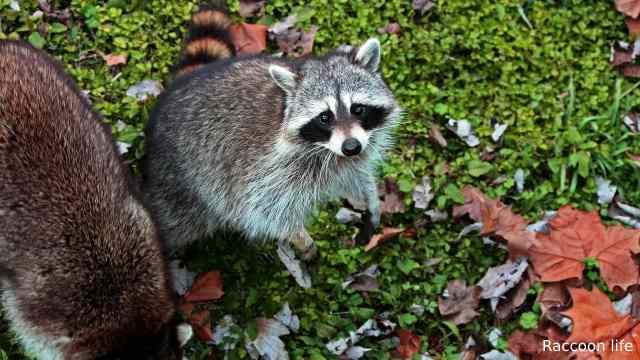 The Character of Raccoons