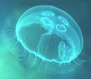Aurelia-ephyra-larvae
