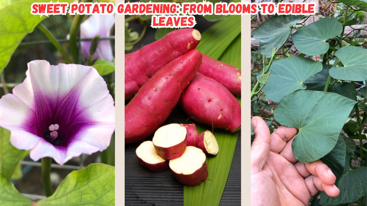 Discover the beauty and versatility of growing sweet potatoes, from the unexpected blooms to the edible leaves, and learn the benefits of starting with slips.