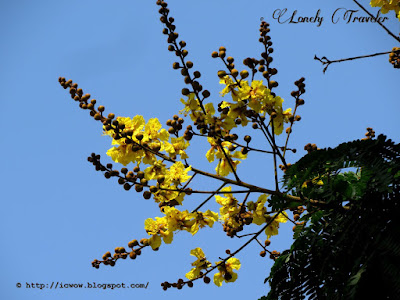 Yellow flametree - Peltophorum pterocarpum