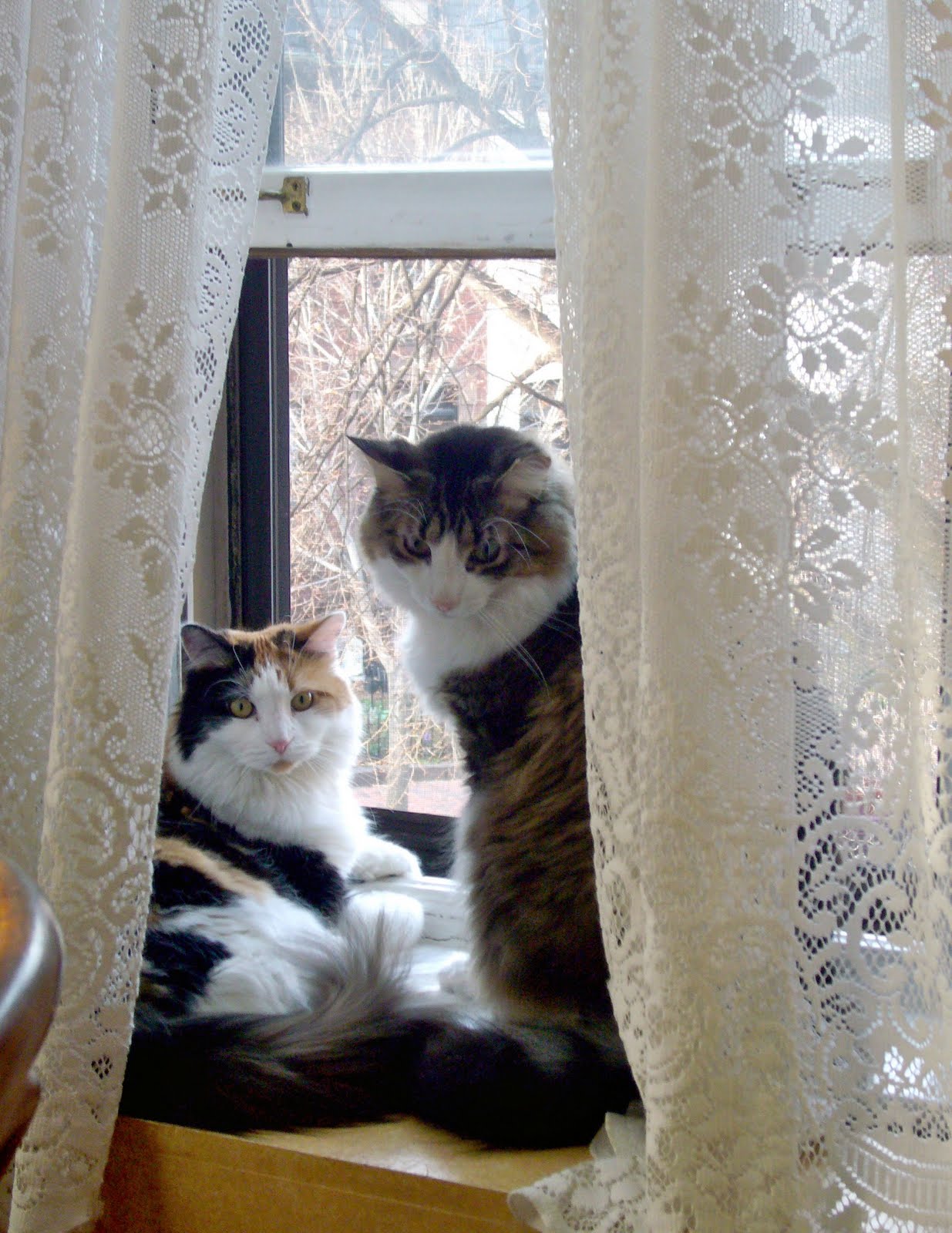 A Proper Bostonian Cats  in Windows 