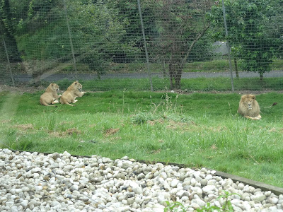 2024.07.25-093 lions