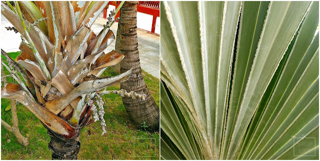 Chiński ogród botaniczny, tropikalny ogród, egzotyczne rośliny użytkowe i owocowe, Hainan, zieleń miejska w tropikalnych południowych Chinach. Ciekawe rośliny owocowe, karambola, palmy, sapodila, wanilia, chlebowiec, czapetka, noni, tamaryndowiec, płomień afryki. Jak wyglądają tropikalne Chiny?