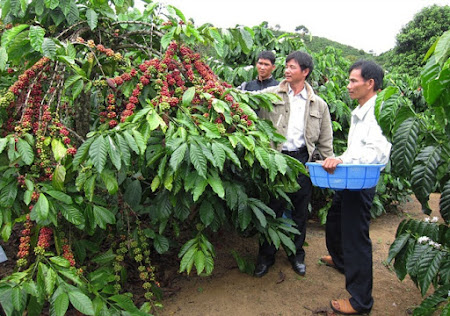 Mưa lớn kéo dài - nghề trồng café gặp nhiều khó khăn