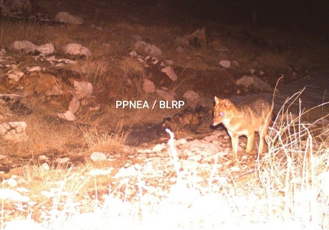 fox filmed on munella mount at night