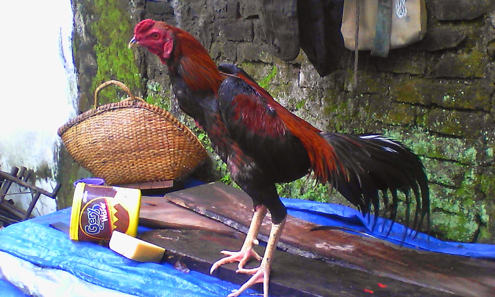 20 Gambar Lucu Ayam Petarung Ktawacom Ayo Ketawa