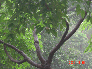 Allah's Name Formed by a Tree Amazing Picture