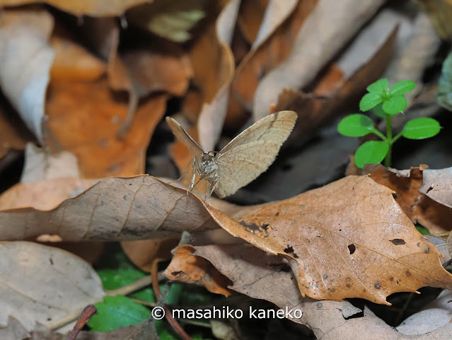 クロスジフユエダシャク♂