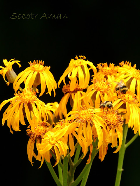 Ligularia dentata