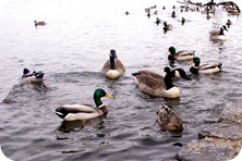 Elaine Feeding the Ducks at Prospect Park