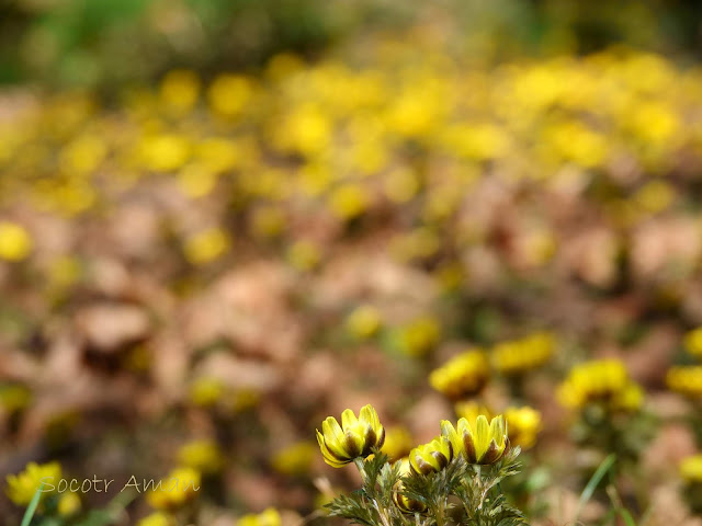 Adonis multiflola