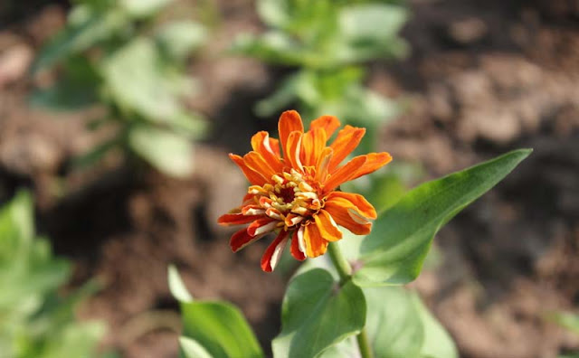 Zinnia Flowers