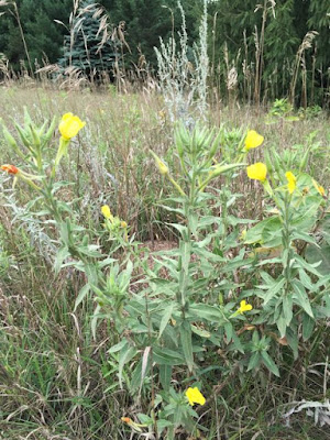 Scattered stalks of common evening primrose(?)