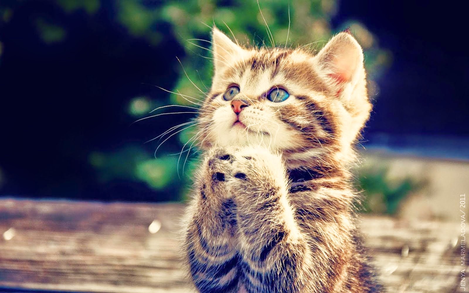 Download 68 Gambar Dp Bbm Kucing Sedih Terlengkap Sahabat Meme