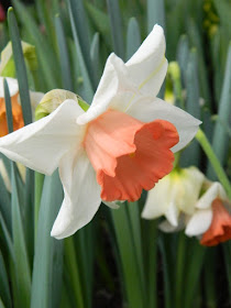 Chromacolor narcissus at the Allan Gardens Conservatory 2018 Spring Flower Show by garden muses-not another Toronto gardening blog