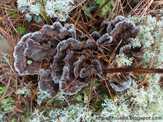 Théléphore terrestre - Thelephora terrestris 