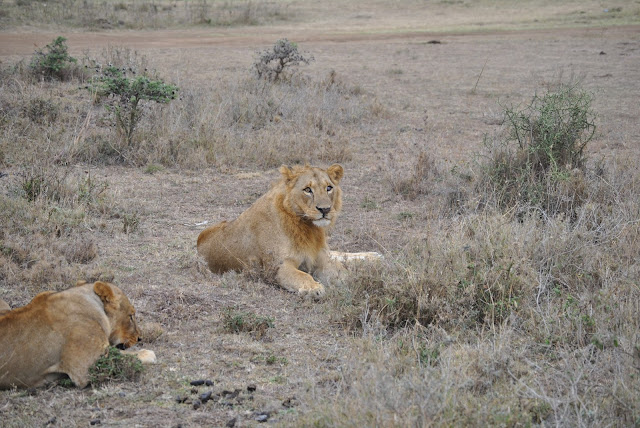 Male Lion in Nairobi National Park 