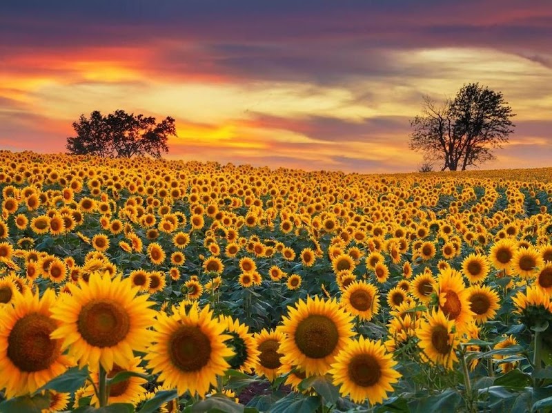 11+ Deskripsi Bunga Matahari Dalam Bahasa Inggris Singkat, Inspirasi Terkini!