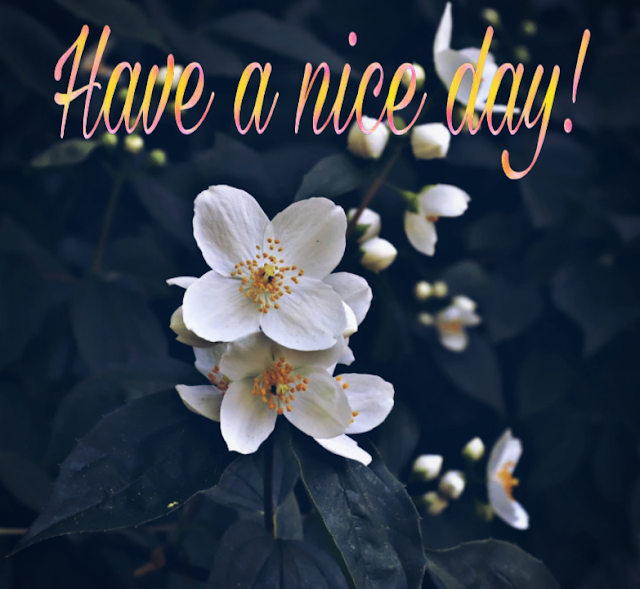 Best have a nice day images in 2021-Have a nice day images Download