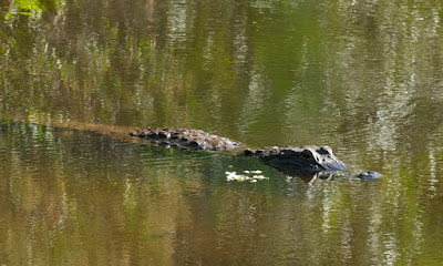 American Alligator (Alligator mississippiensis)