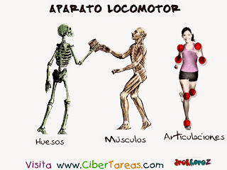 Resultado de imagen de articulaciones del cuerpo para niños