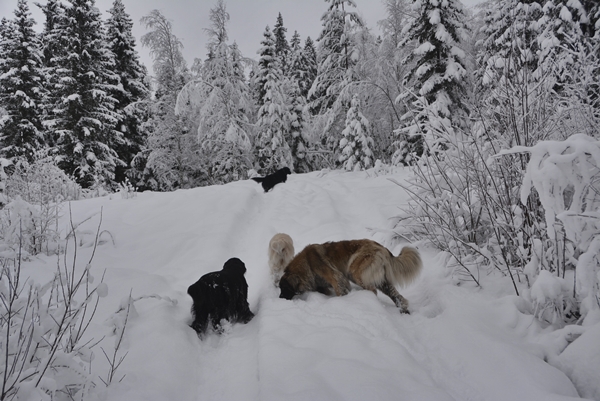 Skautur i snø