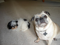 shih tzu, pug