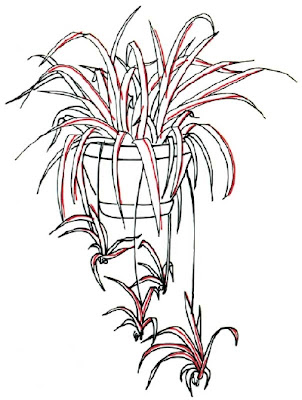 How to Draw a Spider Plant in 5 Steps