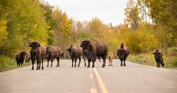 Elk Island National Park