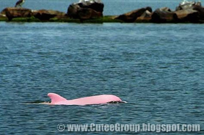 A PINK DOLPHIN