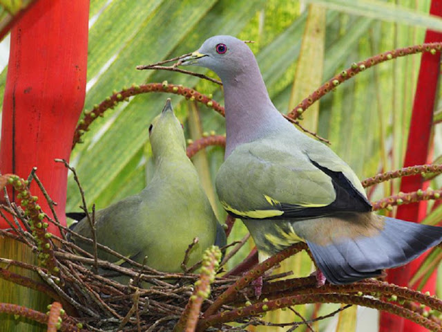 Dove Birds Nesting
