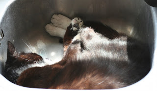 Molly asleep in the kitchen sink 