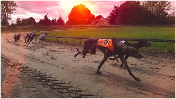 Last Five Winners Of The East Anglian Greyhound Derby