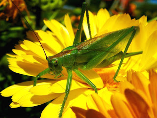 grasshopper on a yellow flower (14)